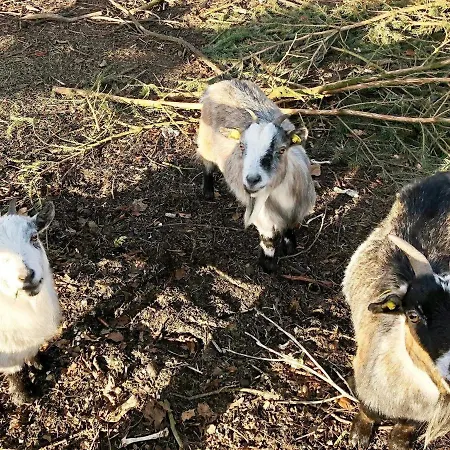 5 Star In Grindsted-by Traum Hébergement de vacances