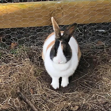 5 Star In Grindsted-by Traum * Grindsted